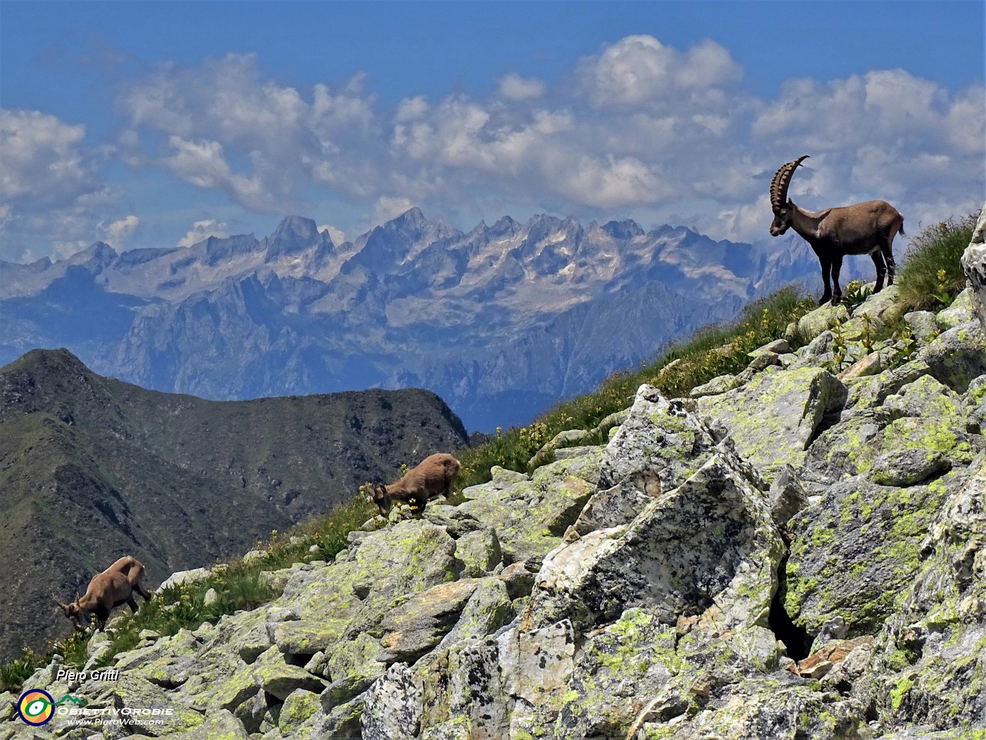 55 Stambeccone con due piccoli sullo sfondo della Alpi Retiche.JPG -                                